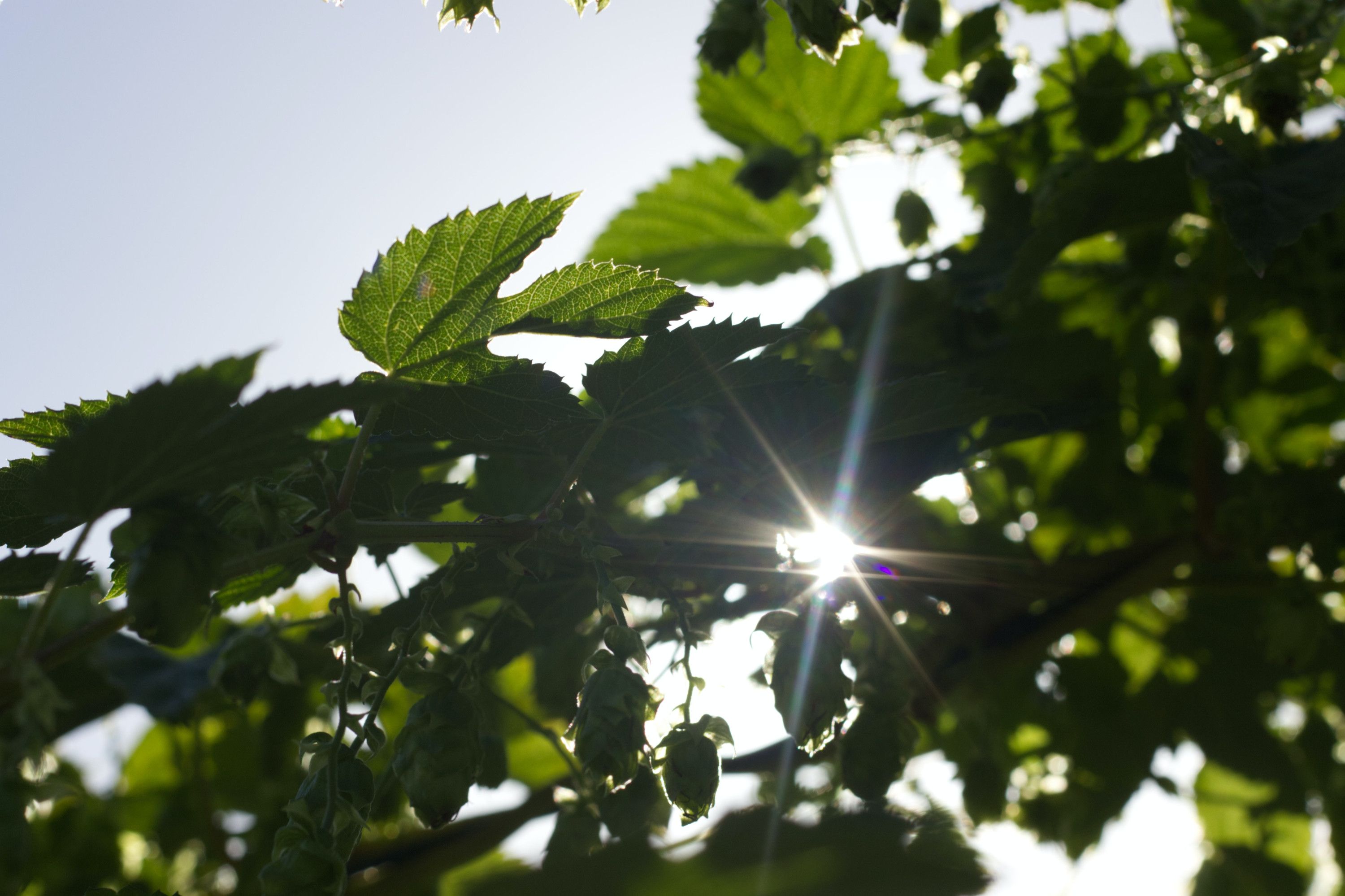 Kategorie Headerbild nachhaltig und klimagerecht: Sonne schein durch Blattwerk eines Baumes.